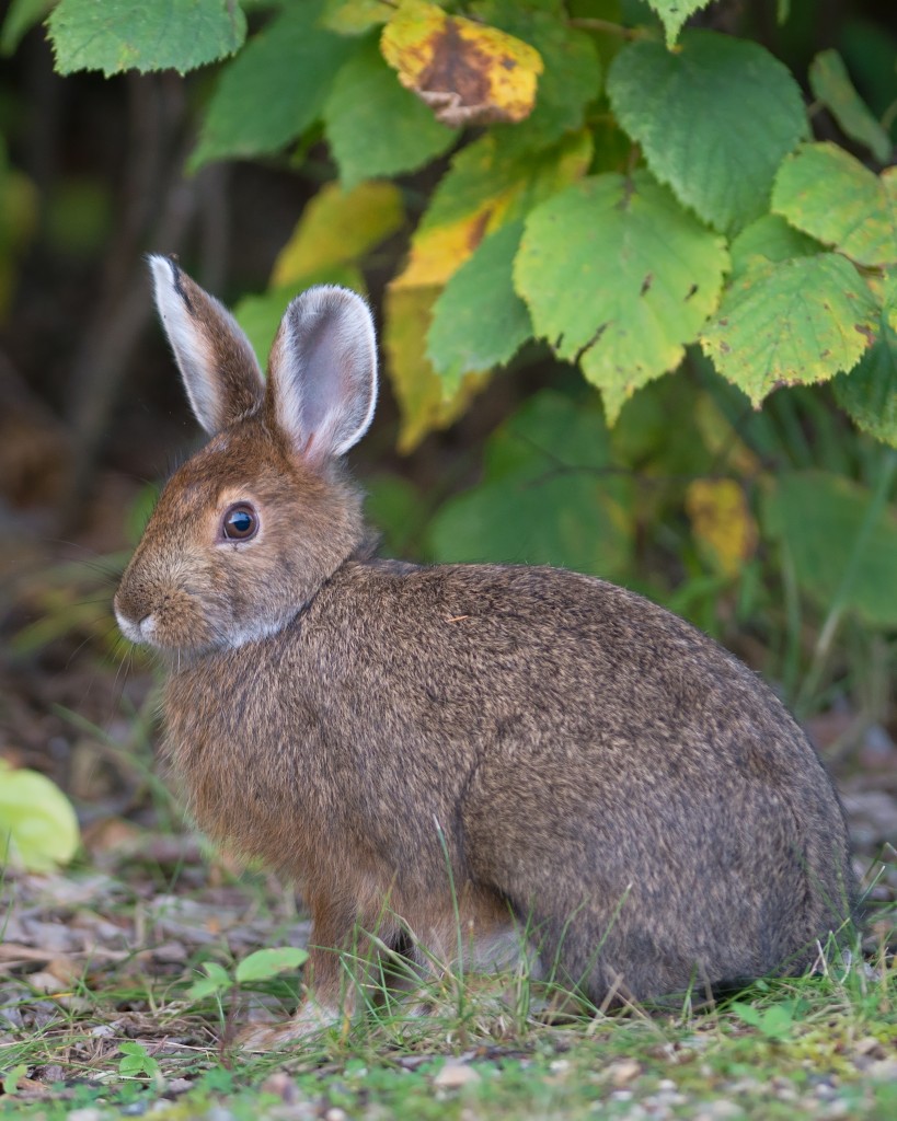 Listeriosis in wild rabbits & hares in Saskatchewan Healthy Wildlife