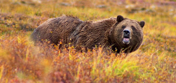http://commons.wikimedia.org/wiki/File:Grizzly_Denali.jpg