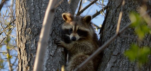 https://commons.wikimedia.org/wiki/File:Raccoon_(Procyon_lotor)_-_Kitchener,_Ontario_02.jpg