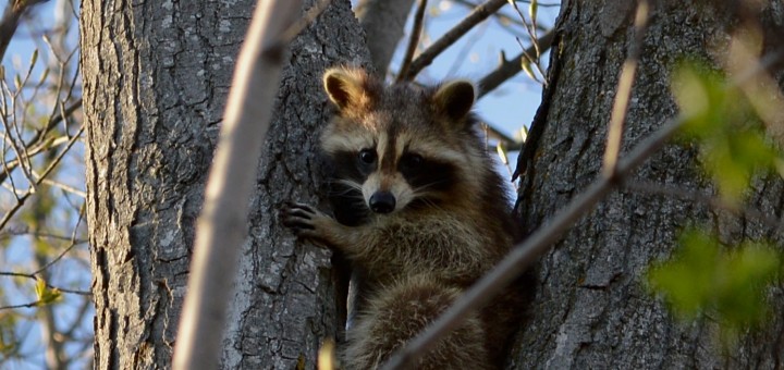 https://commons.wikimedia.org/wiki/File:Raccoon_(Procyon_lotor)_-_Kitchener,_Ontario_02.jpg