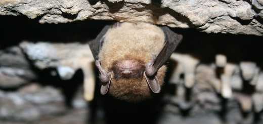 https://commons.wikimedia.org/wiki/File:Little_brown_bat_(5600306085).jpg