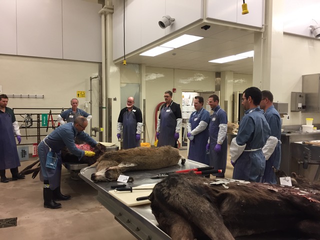 Dissecting Animal Health: CWHC Western/Northern Hosts Necropsy Course -  Healthy Wildlife
