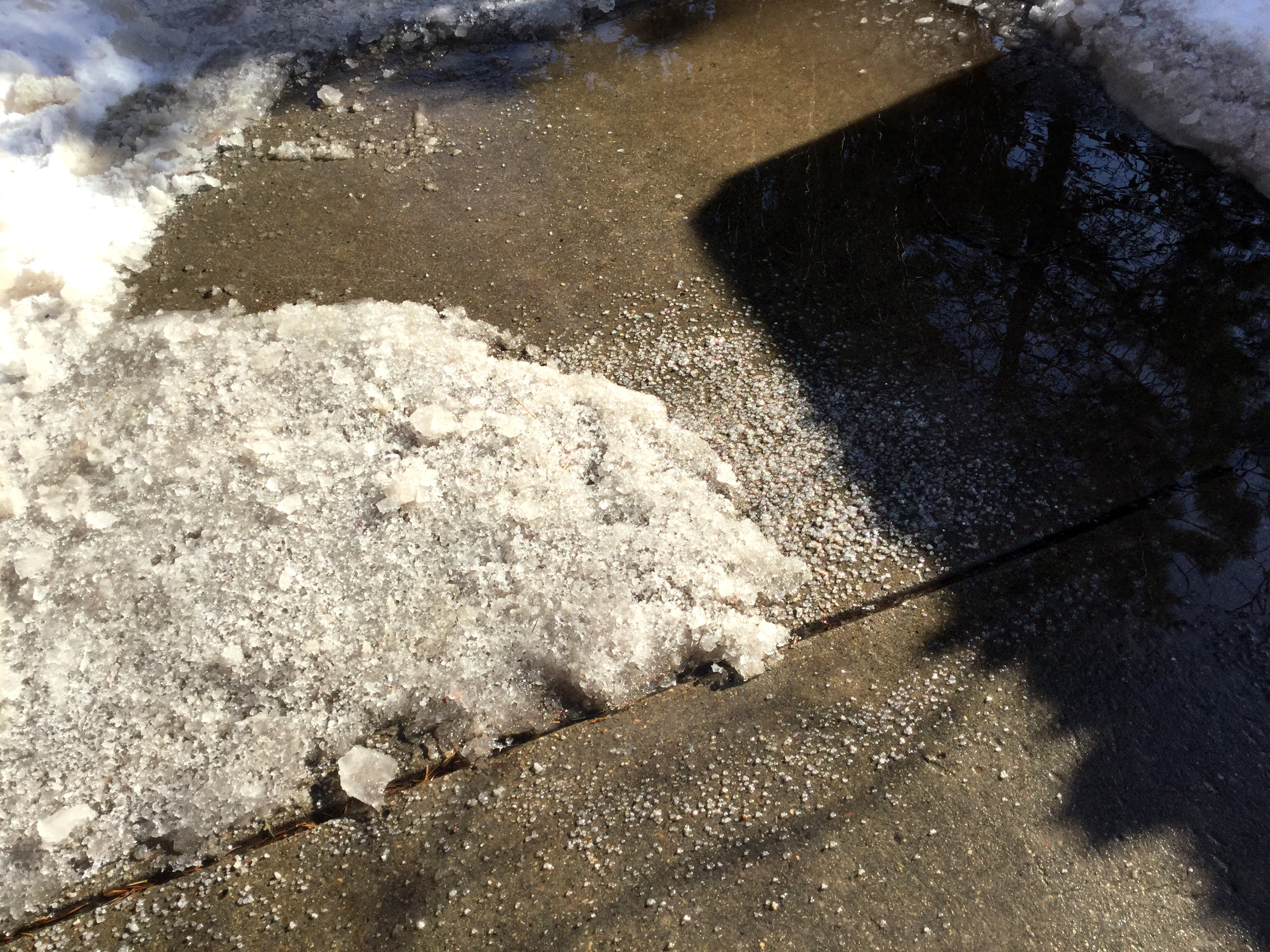 A Salt on Wildlife Health: The Environmental Impacts of Road Salt ...