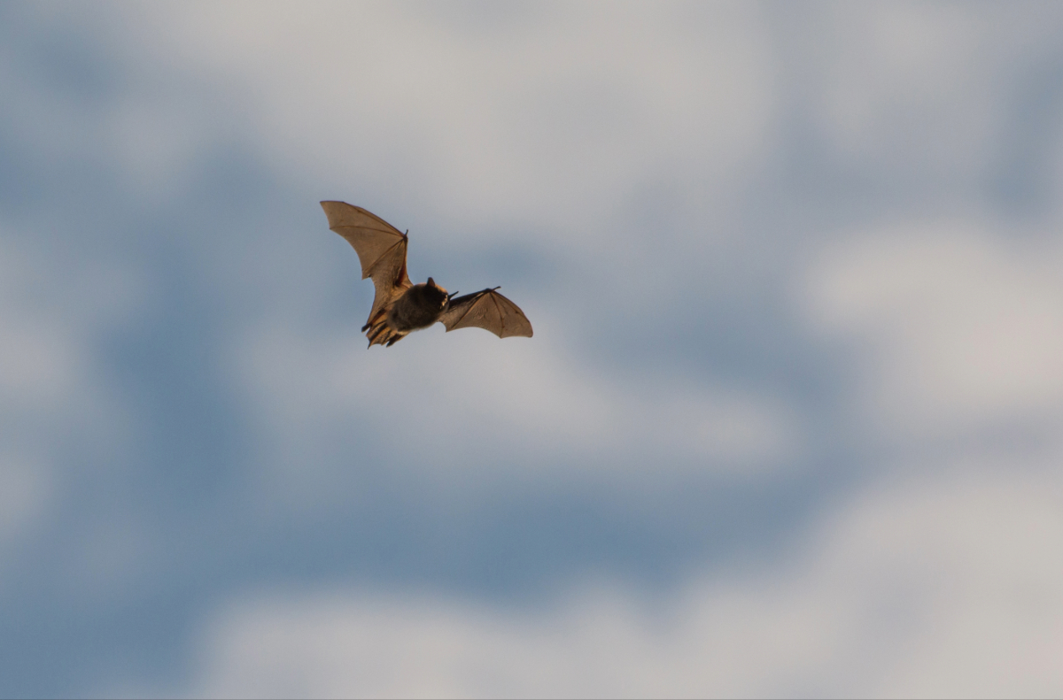 Myotis sp. - Photo credit: Jordi Segers